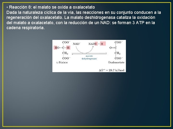  • Reacción 8: el malato se oxida a oxalacetato Dada la naturaleza cíclica