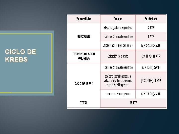 CICLO DE KREBS 