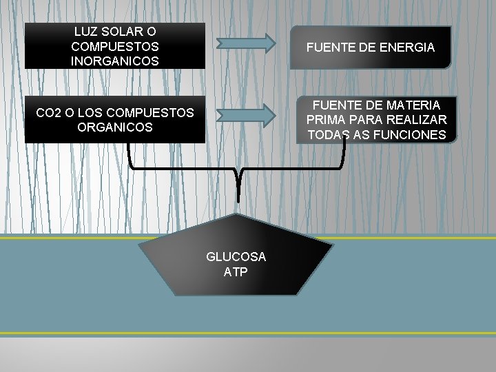 LUZ SOLAR O COMPUESTOS INORGANICOS FUENTE DE ENERGIA FUENTE DE MATERIA PRIMA PARA REALIZAR