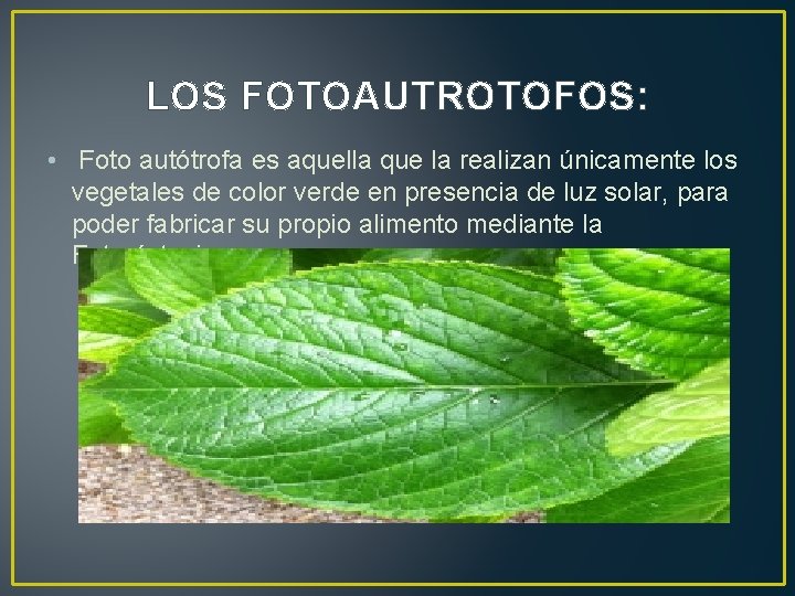 LOS FOTOAUTROTOFOS: • Foto autótrofa es aquella que la realizan únicamente los vegetales de