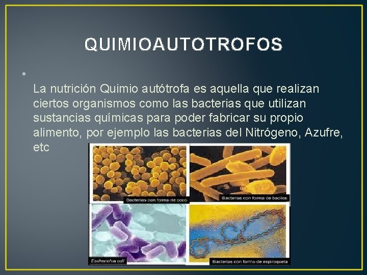 QUIMIOAUTOTROFOS • La nutrición Quimio autótrofa es aquella que realizan ciertos organismos como las