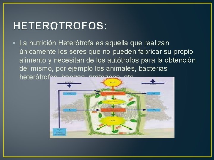 HETEROTROFOS: • La nutrición Heterótrofa es aquella que realizan únicamente los seres que no