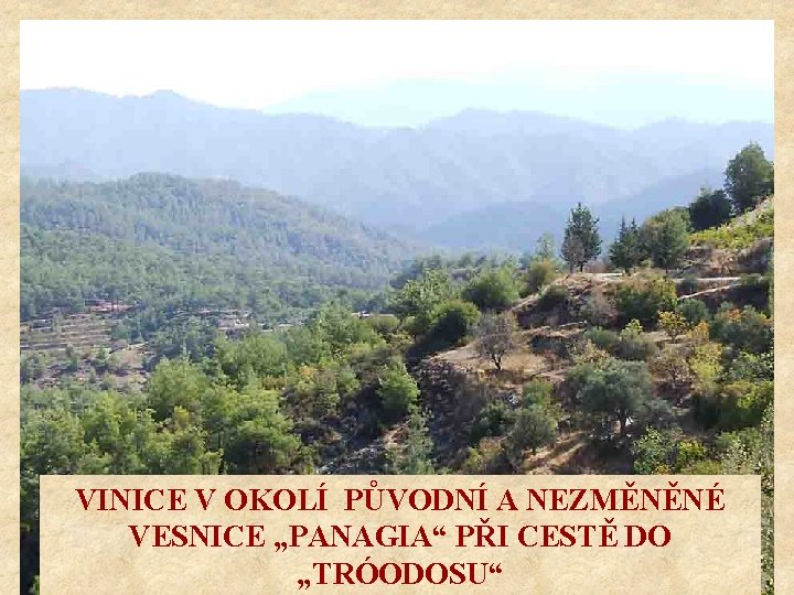 VINICE V OKOLÍ PŮVODNÍ A NEZMĚNĚNÉ VESNICE „PANAGIA“ PŘI CESTĚ DO „TRÓODOSU“ 