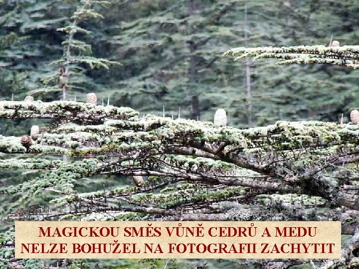 MAGICKOU SMĚS VŮNĚ CEDRŮ A MEDU NELZE BOHUŽEL NA FOTOGRAFII ZACHYTIT 