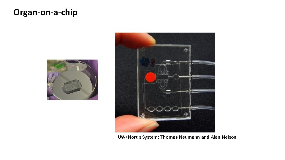 Organ-on-a-chip UW/Nortis System: Thomas Neumann and Alan Nelson 