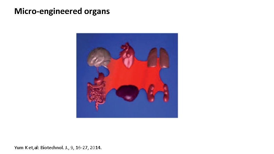 Micro-engineered organs Yum K et, al: Biotechnol. J. , 9, 16 -27, 2014. 