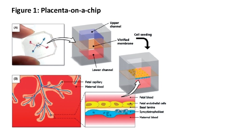 Figure 1: Placenta-on-a-chip 