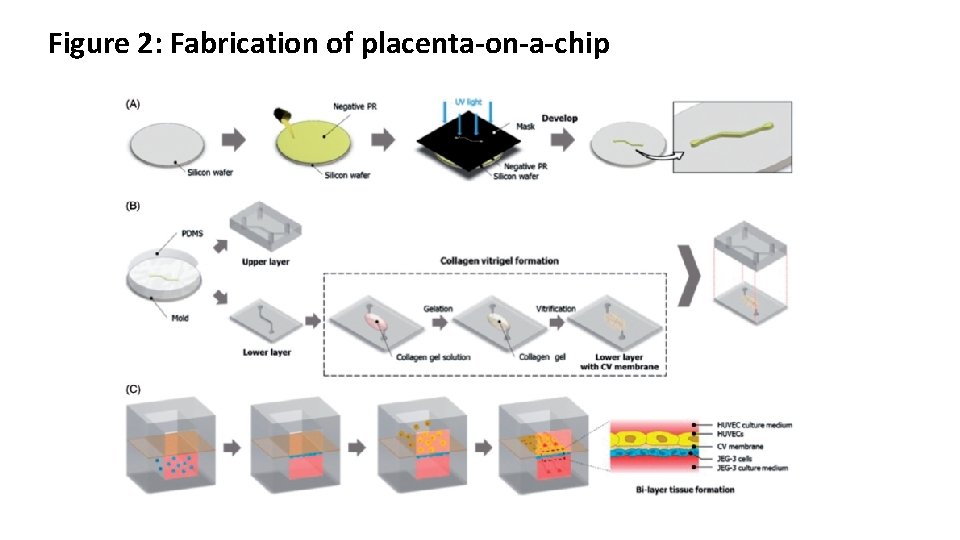 Figure 2: Fabrication of placenta-on-a-chip 