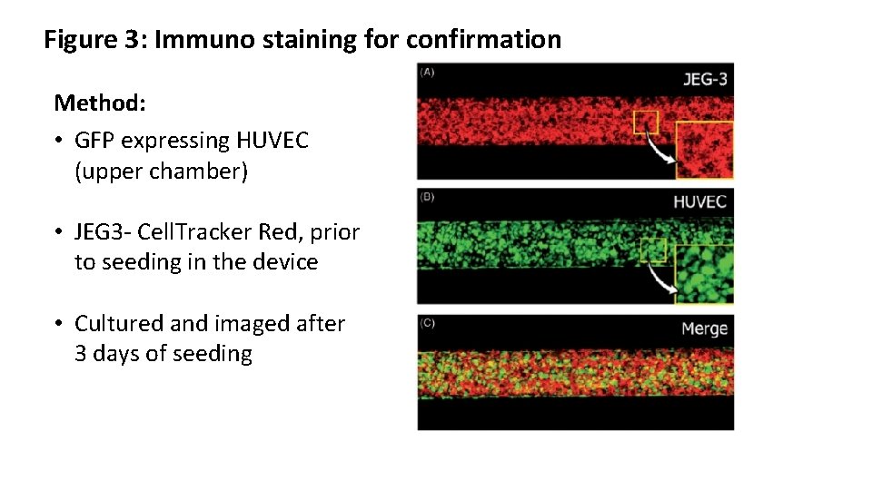 Figure 3: Immuno staining for confirmation Method: • GFP expressing HUVEC (upper chamber) •