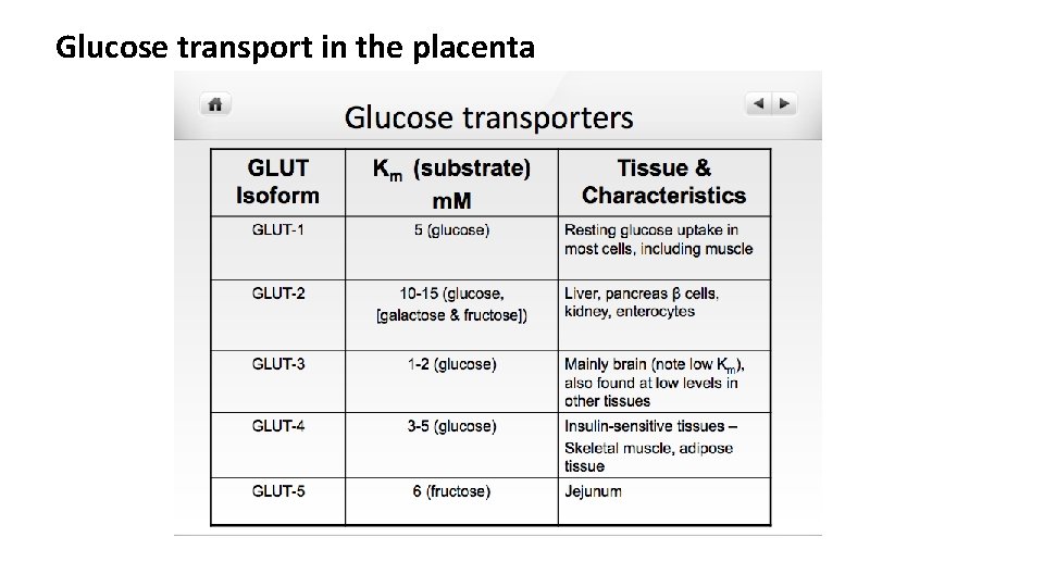 Glucose transport in the placenta 