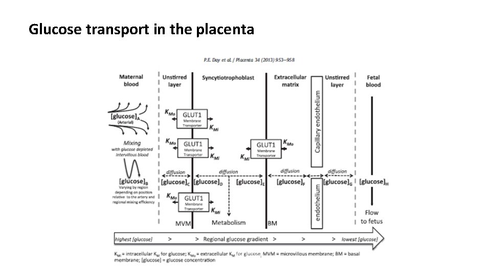 Glucose transport in the placenta 