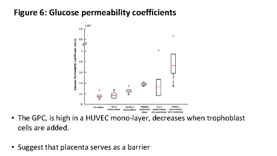 Figure 6: Glucose permeability coefficients • The GPC, is high in a HUVEC mono-layer,