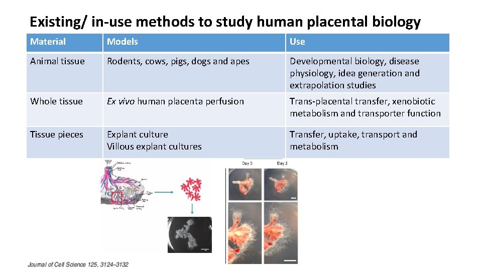 Existing/ in-use methods to study human placental biology Material Models Use Animal tissue Rodents,