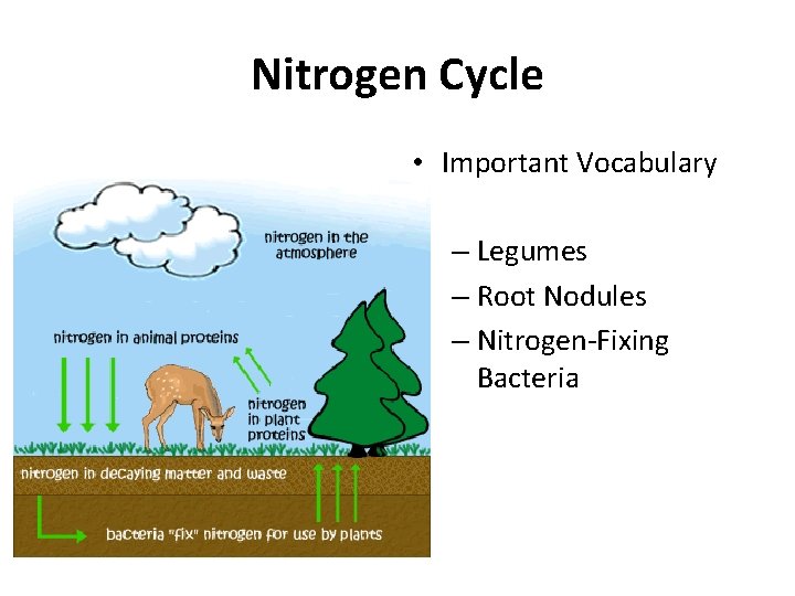 Nitrogen Cycle • Important Vocabulary – Legumes – Root Nodules – Nitrogen-Fixing Bacteria 