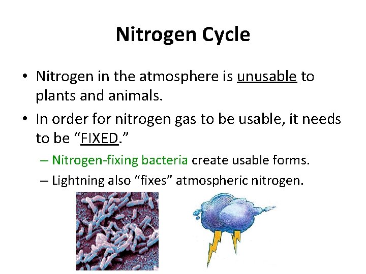 Nitrogen Cycle • Nitrogen in the atmosphere is unusable to plants and animals. • Nitrogen Cycle • Nitrogen in the atmosphere is unusable to plants and animals. •