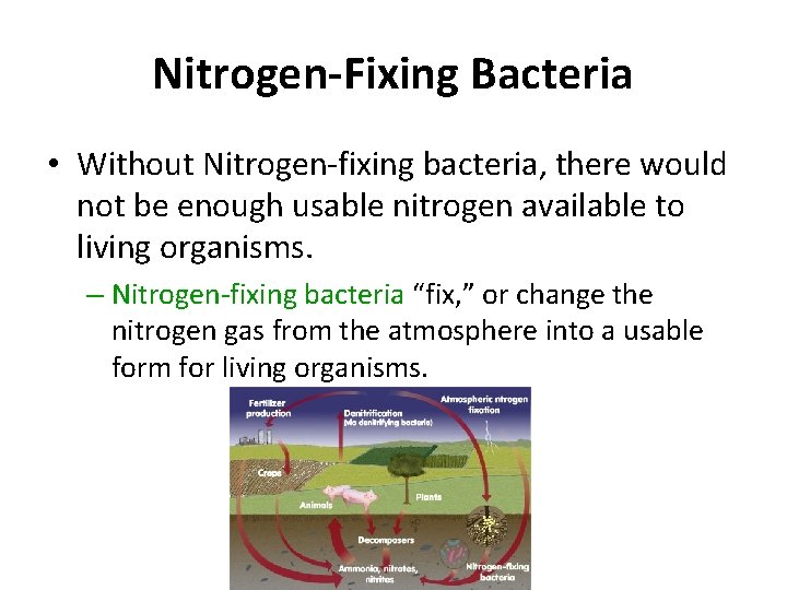 Nitrogen-Fixing Bacteria • Without Nitrogen-fixing bacteria, there would not be enough usable nitrogen available Nitrogen-Fixing Bacteria • Without Nitrogen-fixing bacteria, there would not be enough usable nitrogen available