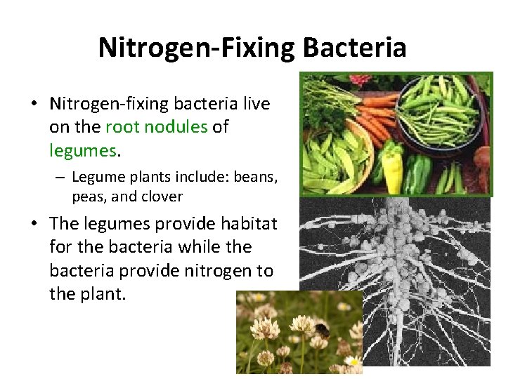 Nitrogen-Fixing Bacteria • Nitrogen-fixing bacteria live on the root nodules of legumes. – Legume