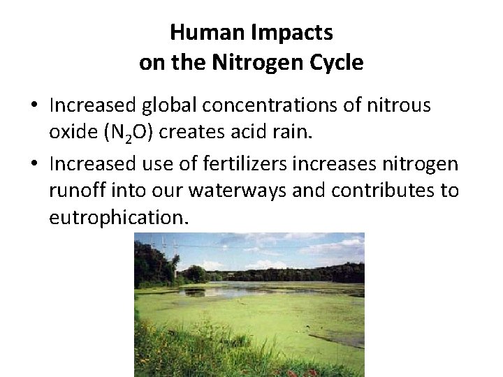 Human Impacts on the Nitrogen Cycle • Increased global concentrations of nitrous oxide (N
