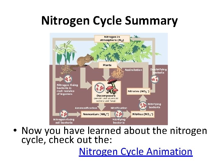 Nitrogen Cycle Summary • Now you have learned about the nitrogen cycle, check out