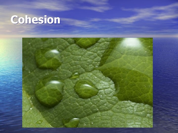 Cohesion 