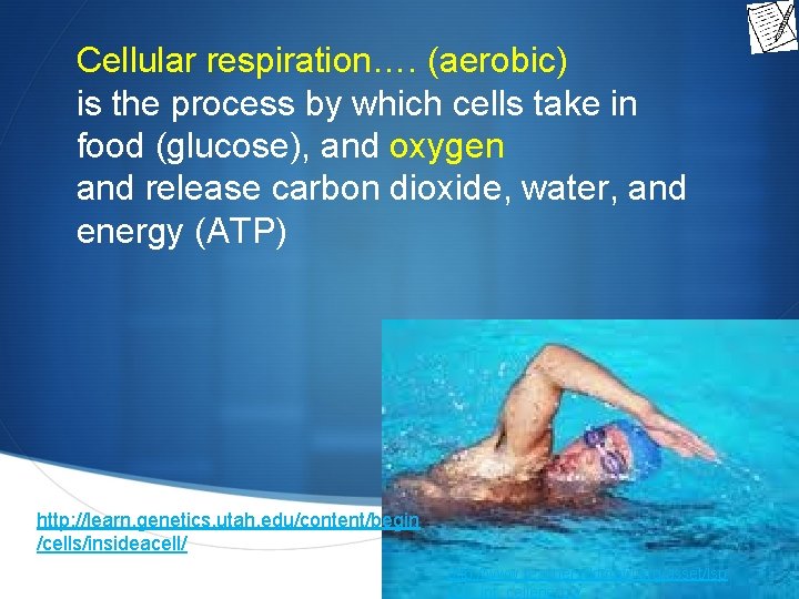 Cellular respiration…. (aerobic) is the process by which cells take in food (glucose), and
