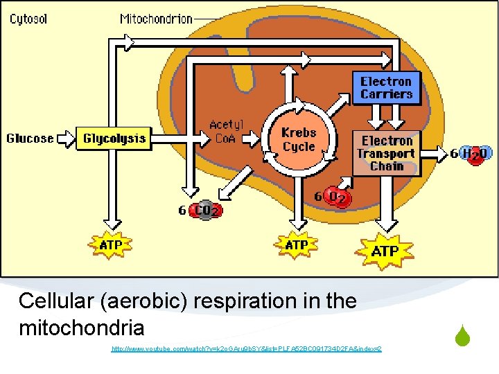 Cellular (aerobic) respiration in the mitochondria http: //www. youtube. com/watch? v=k 2 o. GAru