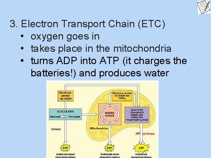3. Electron Transport Chain (ETC) • oxygen goes in • takes place in the