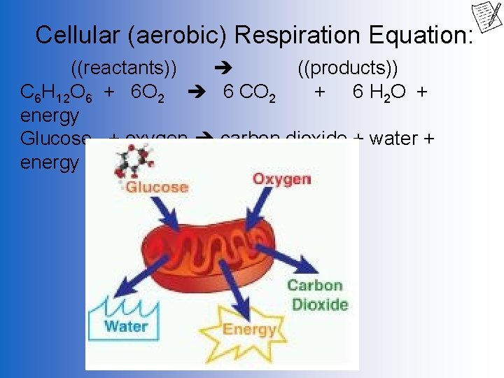 Cellular (aerobic) Respiration Equation: ((reactants)) ((products)) C 6 H 12 O 6 + 6