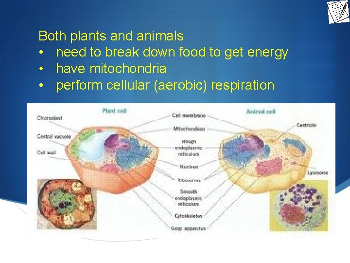 Both plants and animals • need to break down food to get energy •