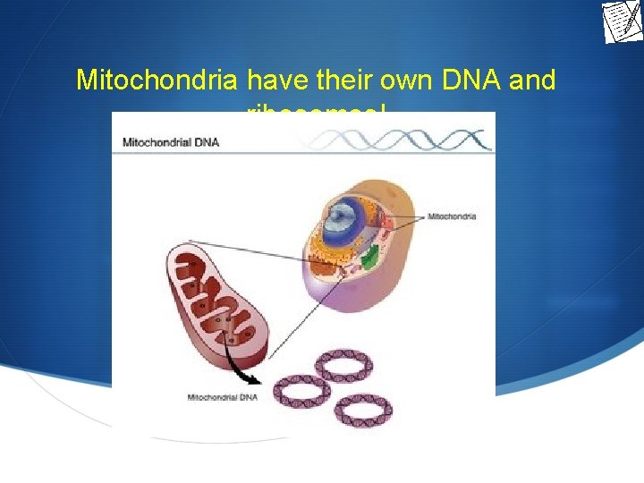 Mitochondria have their own DNA and ribosomes! 