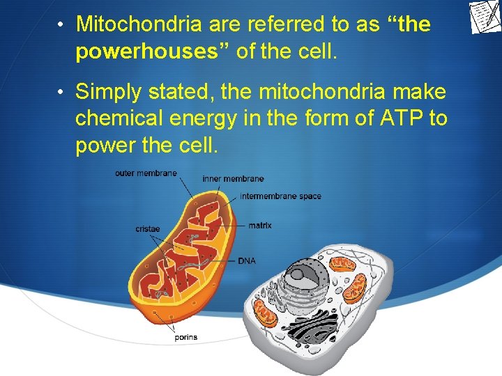  • Mitochondria are referred to as “the powerhouses” of the cell. • Simply