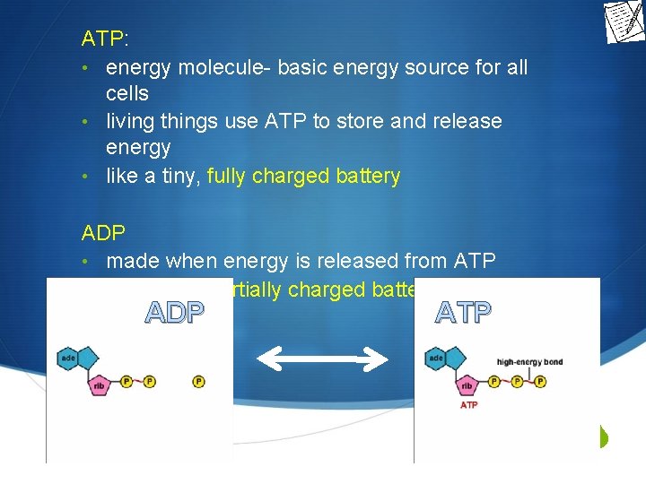 ATP: • energy molecule- basic energy source for all cells • living things use