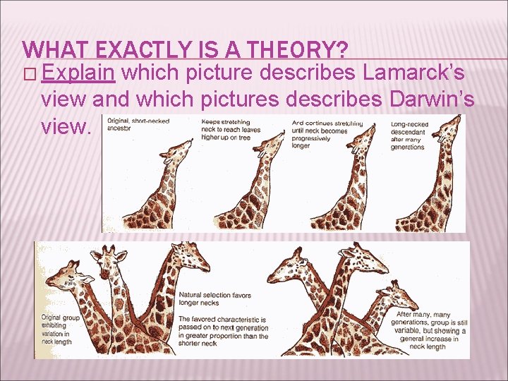 WHAT EXACTLY IS A THEORY? � Explain which picture describes Lamarck’s view and which