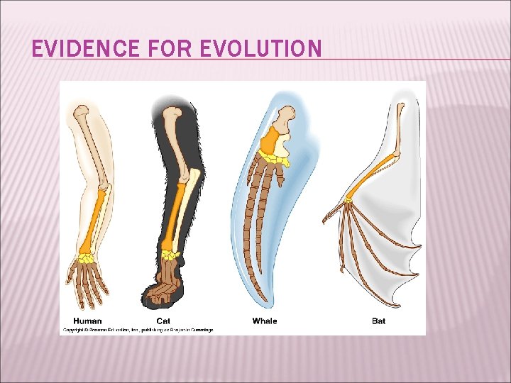 EVIDENCE FOR EVOLUTION 