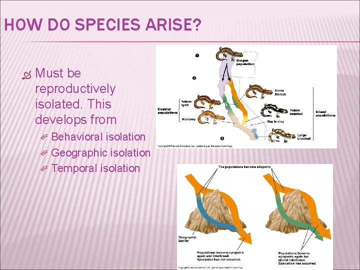 HOW DO SPECIES ARISE? Must be reproductively isolated. This develops from Behavioral isolation Geographic