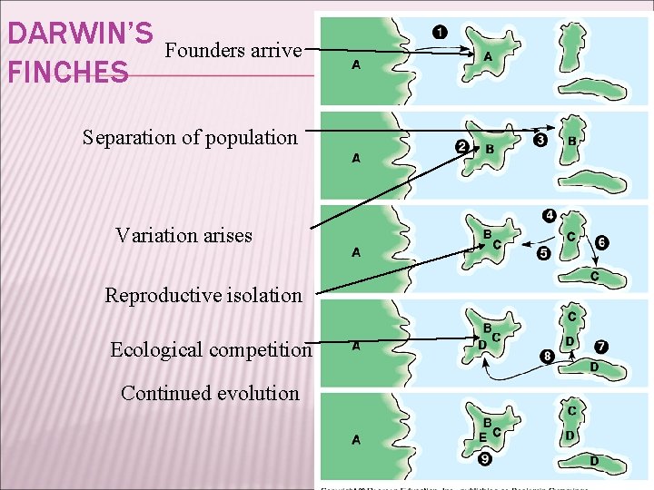 DARWIN’S FINCHES Founders arrive Separation of population Variation arises Reproductive isolation Ecological competition Continued