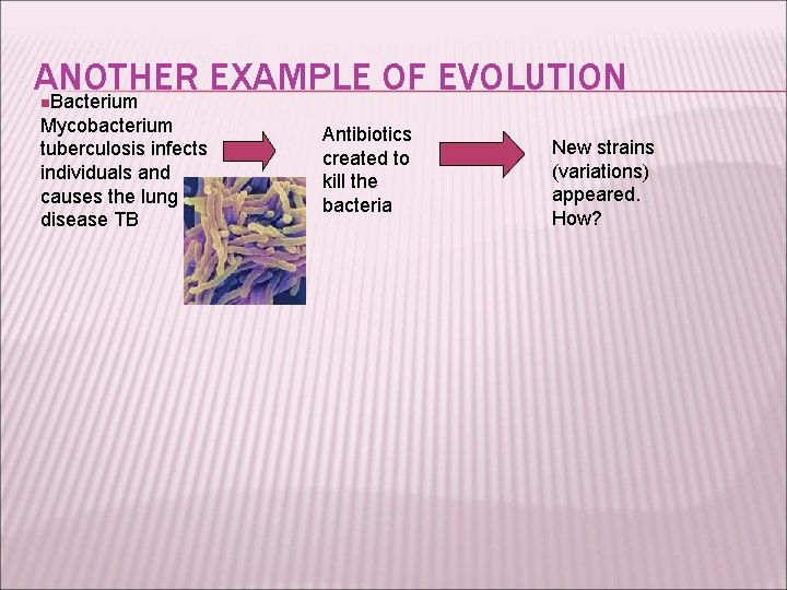 ANOTHER EXAMPLE OF EVOLUTION Bacterium n Mycobacterium tuberculosis infects individuals and causes the lung