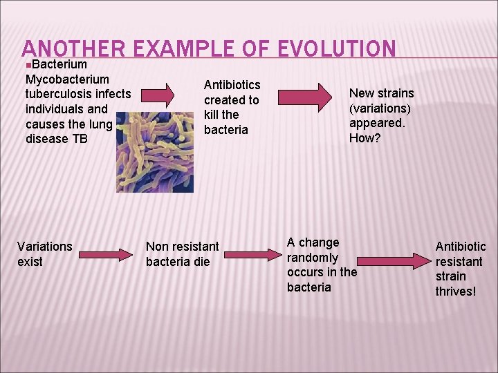 ANOTHER EXAMPLE OF EVOLUTION Bacterium n Mycobacterium tuberculosis infects individuals and causes the lung