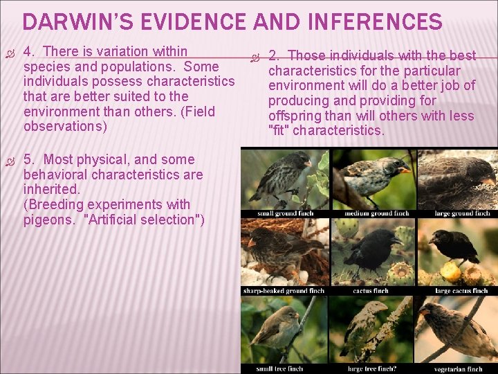 DARWIN’S EVIDENCE AND INFERENCES 4. There is variation within species and populations. Some individuals