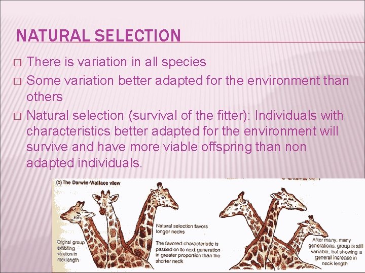 NATURAL SELECTION � � � There is variation in all species Some variation better