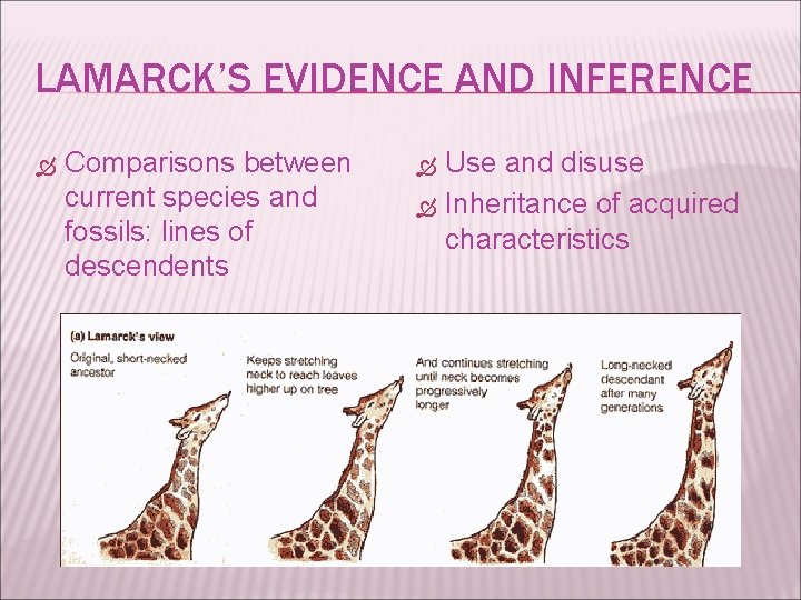 LAMARCK’S EVIDENCE AND INFERENCE Comparisons between current species and fossils: lines of descendents Use