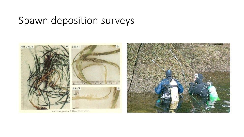 Spawn deposition surveys 
