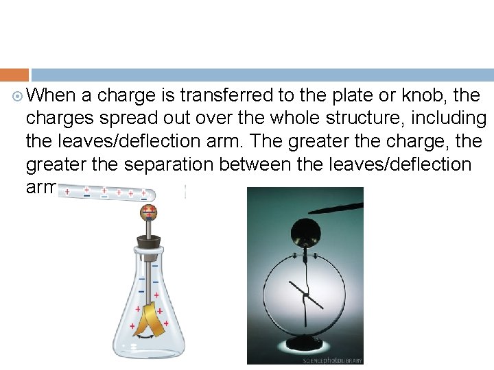 When a charge is transferred to the plate or knob, the charges spread