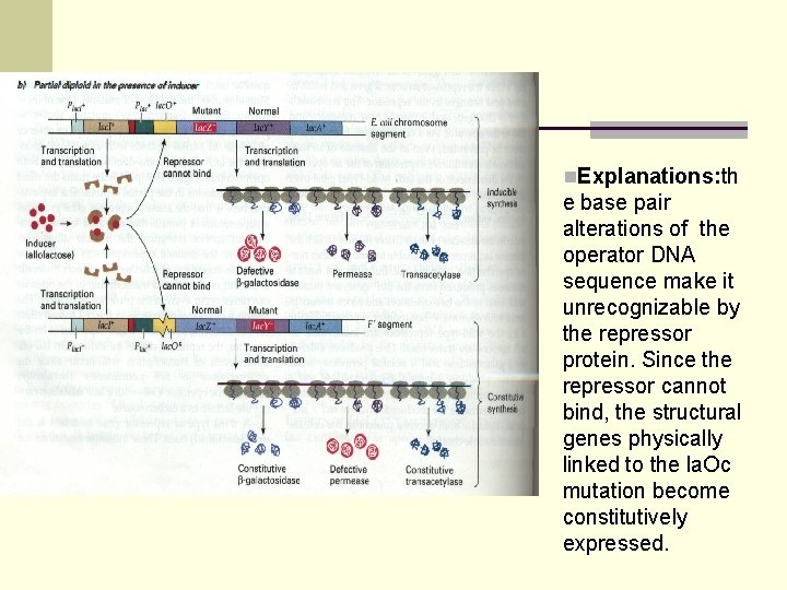n. Explanations: th e base pair alterations of the operator DNA sequence make it