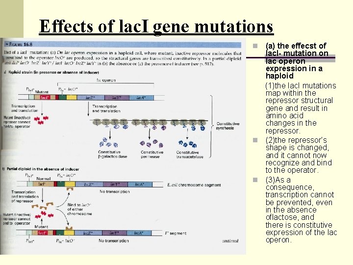 Effects of lac. I gene mutations (a) the effecst of lac. I- mutation on