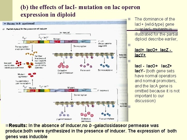 (b) the effects of lac. I- mutation on lac operon expression in diploid n