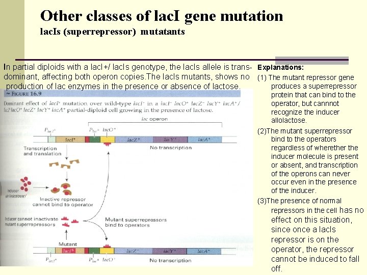 Other classes of lac. I gene mutation lac. Is (superrepressor) mutatants In partial diploids