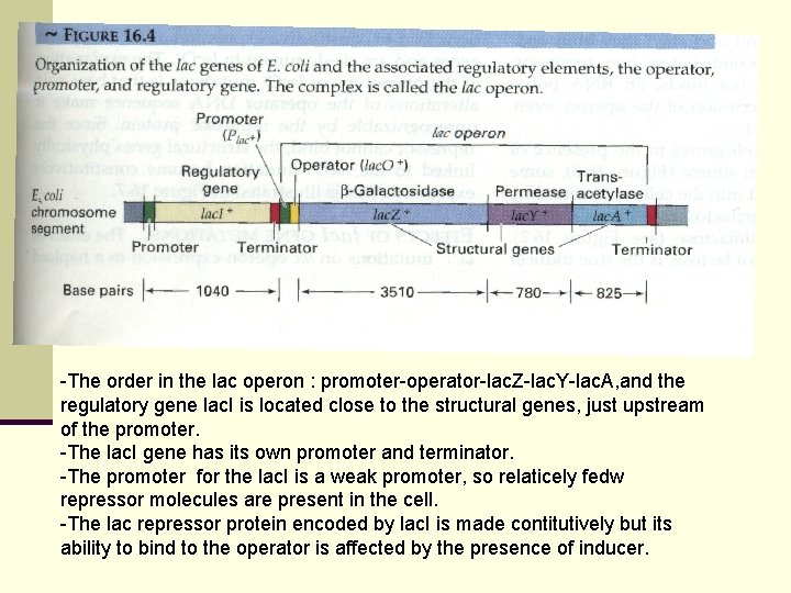 -The order in the lac operon : promoter-operator-lac. Z-lac. Y-lac. A, and the regulatory