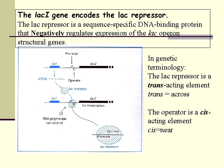 The lac. I gene encodes the lac repressor. The lac repressor is a sequence-specific