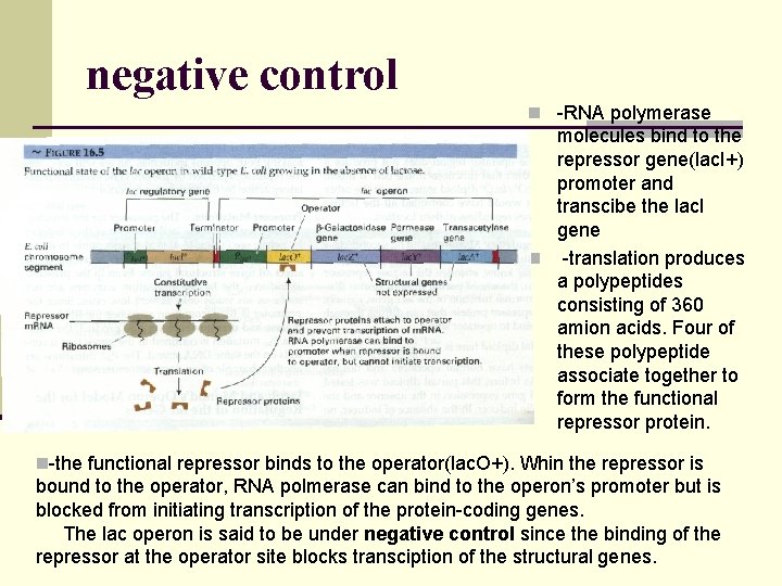 negative control n -RNA polymerase molecules bind to the repressor gene(lac. I+) promoter and